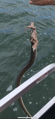Anguilla rostrata