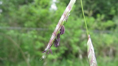 Pleuropogon refractus