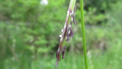 Pleuropogon refractus