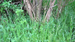 Pleuropogon refractus