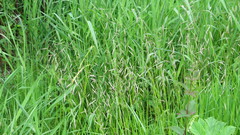 Pleuropogon refractus