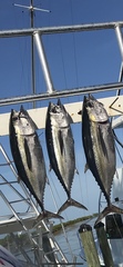 Thunnus atlanticus
