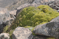 Fabiana australis