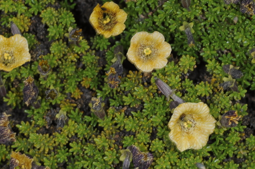 Fabiana australis, photograph 1