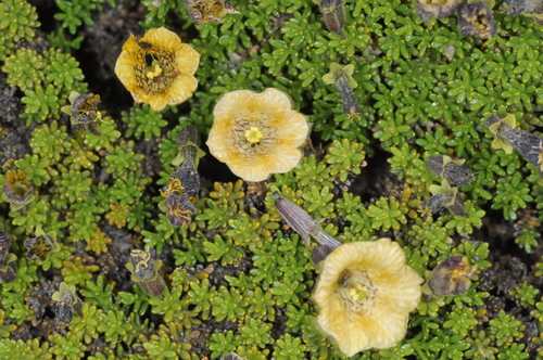 Fabiana australis, photograph 2