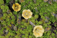Fabiana australis, photograph aacocucci, CC BY, iNaturalist via GBIF