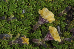 Fabiana australis, photograph aacocucci, CC BY, iNaturalist via GBIF