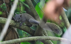 Callosciurus erythraeus styani