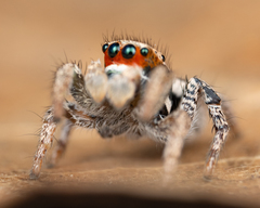 Habronattus arcalorus
