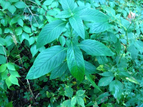 Narrow-leaved Horse-gentian
