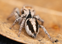 Habronattus arcalorus