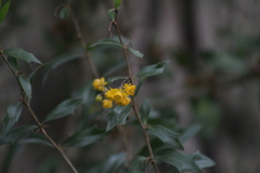 Berberis ruscifolia
