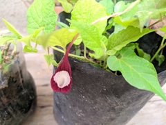Aristolochia nelsonii