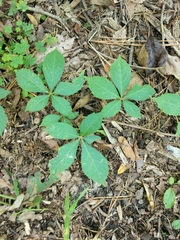 Parthenocissus quinquefolia