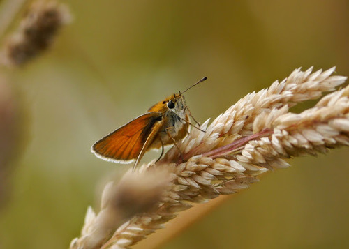 Essex Skipper photo 5