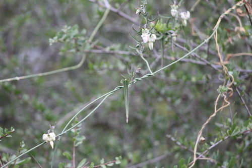 Araujia angustifolia (Araujia angustifolia)