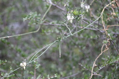 Araujia angustifolia