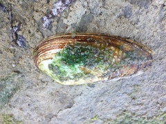 Unio elongatulus