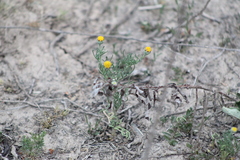 Hymenoxys anthemoides