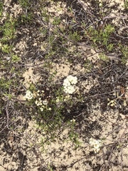 Polygonum dentoceras