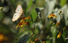 Hymenostephium cordatum