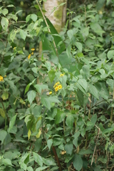 Hymenostephium cordatum