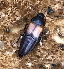 Tachinus fimbriatus