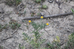 Hymenoxys anthemoides