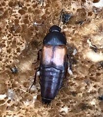 Tachinus fimbriatus