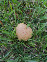 Xerocomus hypoxanthus