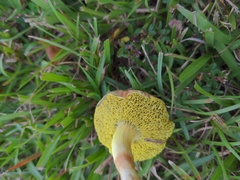 Xerocomus hypoxanthus