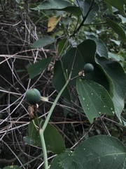 Passiflora cuneata