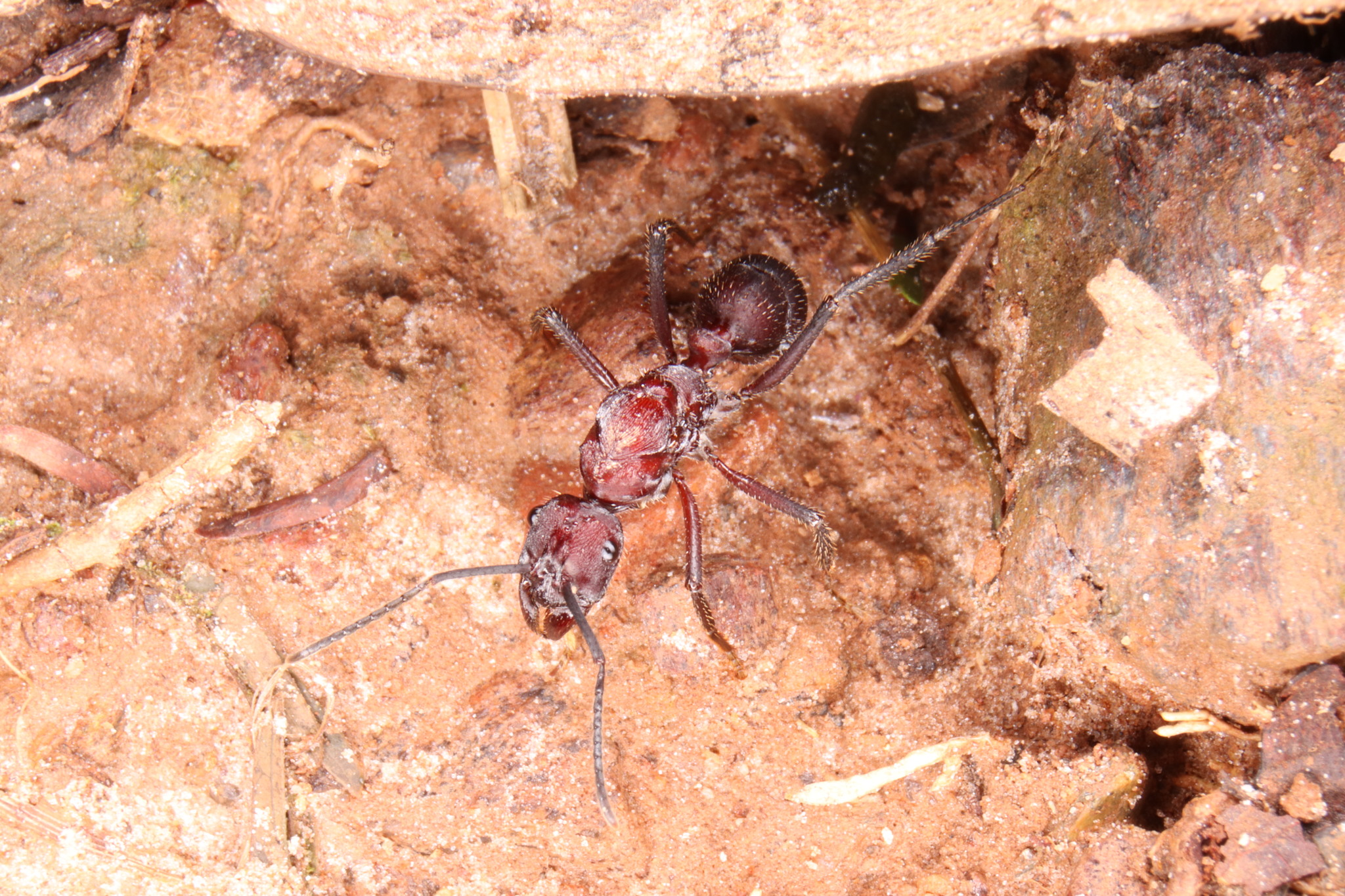 Ectatomma