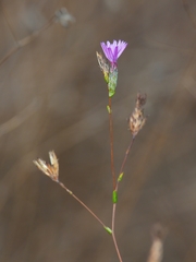 Lessingia arachnoidea