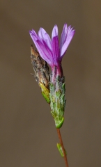 Lessingia arachnoidea