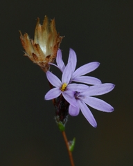 Lessingia arachnoidea