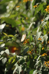 Hymenostephium cordatum