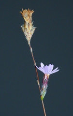 Lessingia arachnoidea