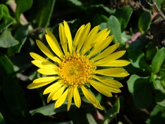 Grindelia stricta platyphylla