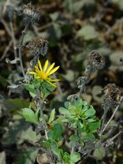 Grindelia stricta platyphylla
