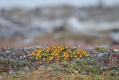Calceolaria uniflora
