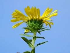 Grindelia stricta platyphylla