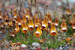 Calceolaria uniflora