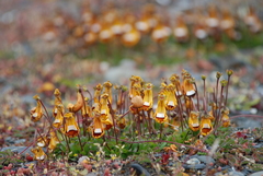 Calceolaria uniflora