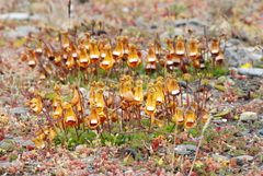 Calceolaria uniflora