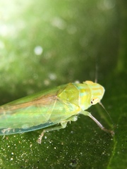 Neocoelidiana