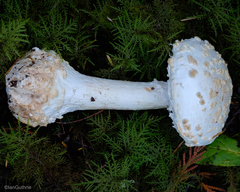 Amanita smithiana