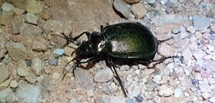 Calosoma schayeri