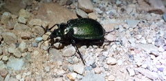 Calosoma schayeri