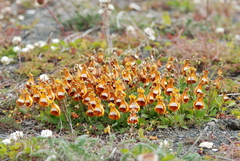 Calceolaria uniflora